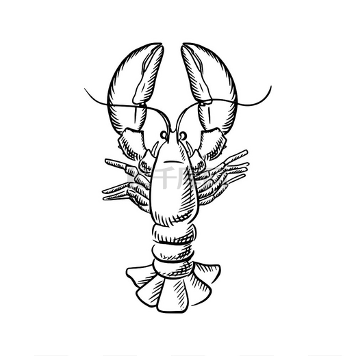 带有凸起的爪子和大尾巴的大西洋龙虾，用于素描风格的海鲜主题图片