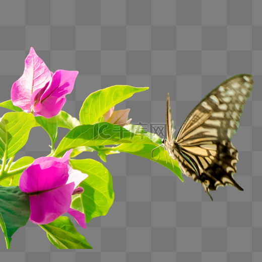 蝴蝶采蜜昆虫图片