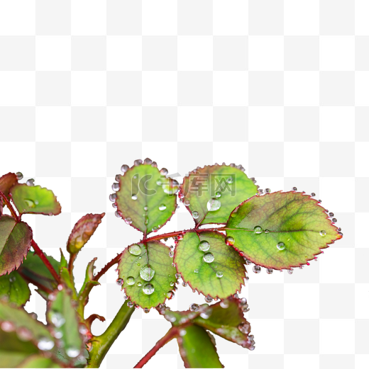 自然风景春天雨水叶子室外雨滴挂在叶子上图片