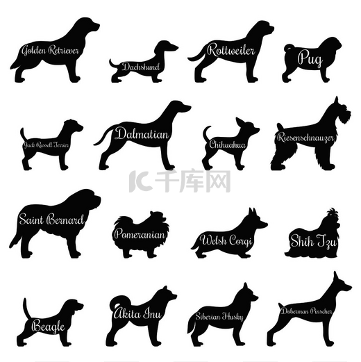 孤立的纯种狗轮廓轮廓图标集与金毛猎犬哈巴狗比格犬杰克罗素梗犬和其他品种矢量图。图片