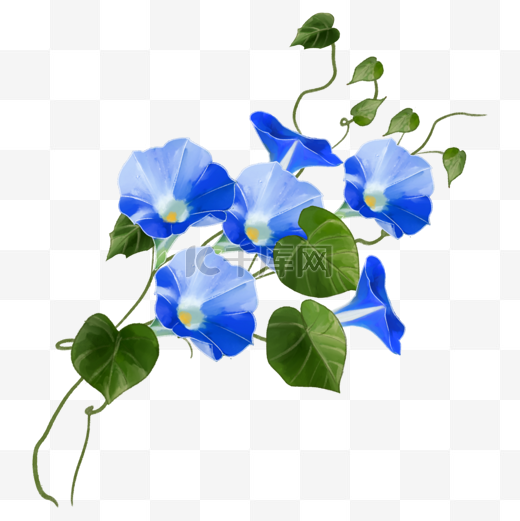 爬藤牵牛花蓝色水彩花卉图片