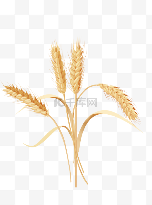 秋天秋季麦子小麦麦穗图片