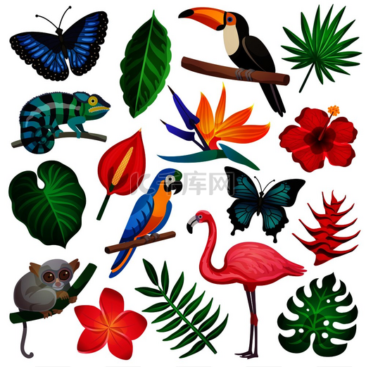 彩色和孤立的热带异国情调图标集，带有动植物矢量插图的代表。图片