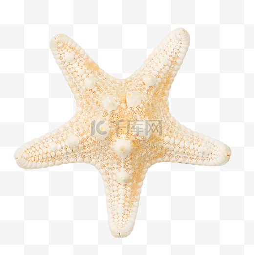 沙滩海星软体动物图片