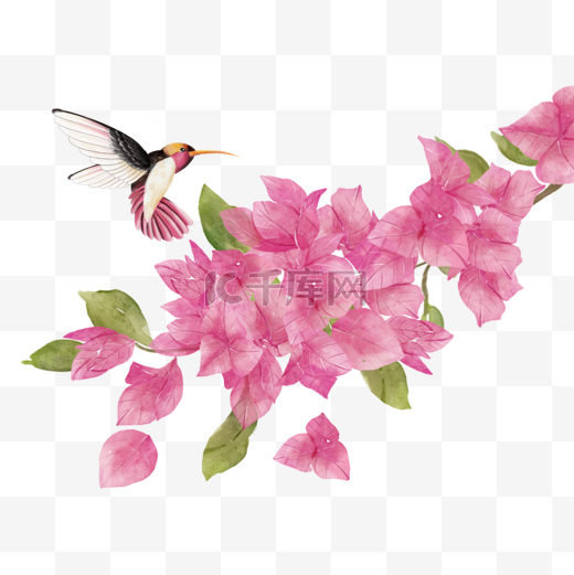 九重葛水彩粉色花卉蜂鸟图片