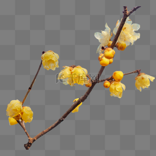 冬日腊梅花植物图片