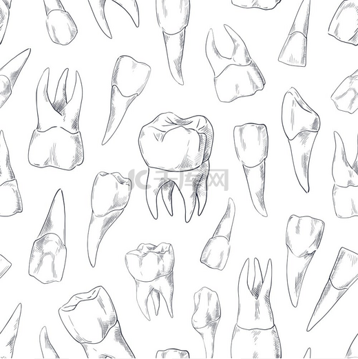 牙齿草图图案手绘人类牙齿系列的无缝印花牙医复古图案牙齿和臼齿口腔口腔护理切口或前磨牙轮廓图矢量雕刻纹理牙齿草图图案手绘嗡嗡声的无缝打印图片