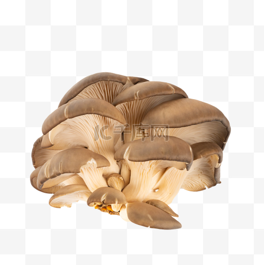 新鲜有机蔬菜菌菇蘑菇平菇图片