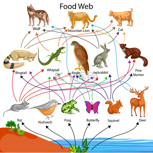 教育的生物为食物网图图图片