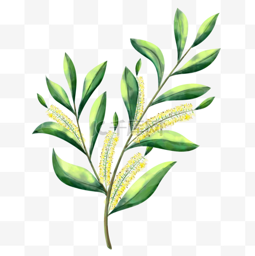 水彩茶树植物枝条图片
