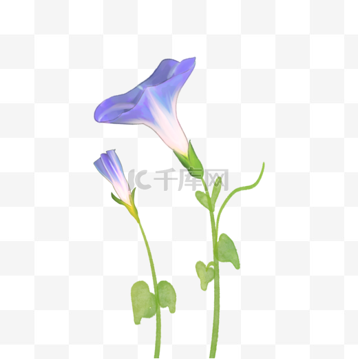 蓝色牵牛花水彩花朵花卉图片