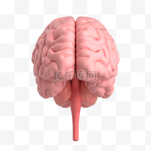 3D大脑内脏器官图片