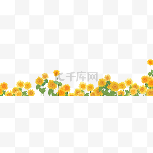 夏季植物向日葵太阳花夏天图片