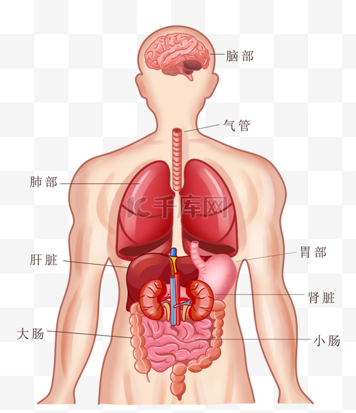 人体上半身器官结构图片