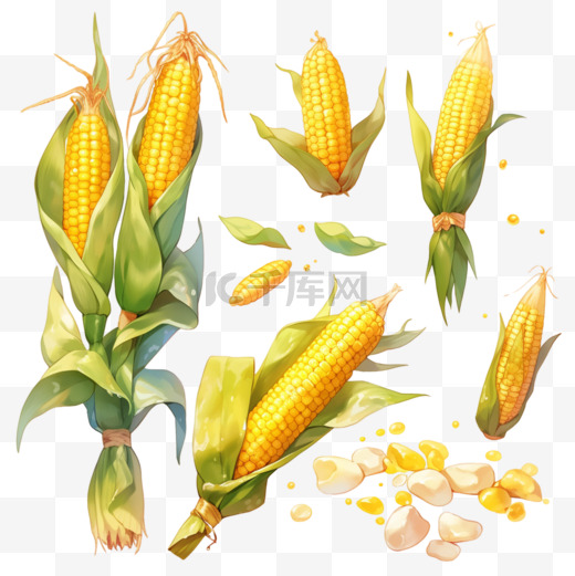 丰收果实玉米金黄色的玉米秋天卡通手绘图片