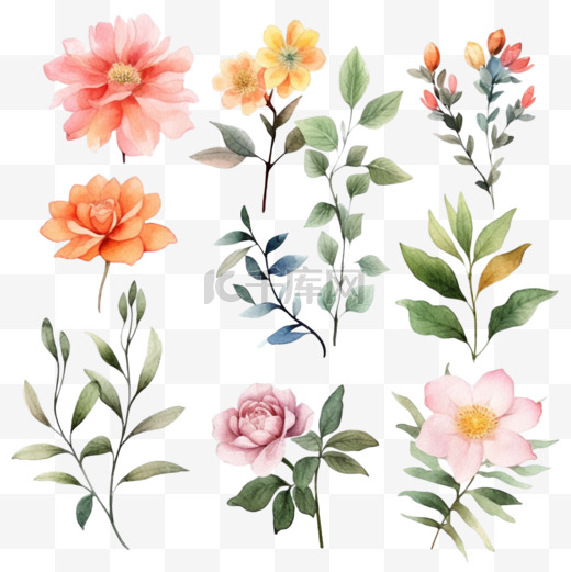 一套水彩花和树叶。用水彩绘制的花，用于贺卡和邀请函的装饰。图片