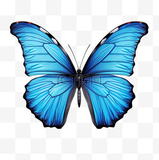蝴蝶蓝色美丽简约写实元素装饰图案图片