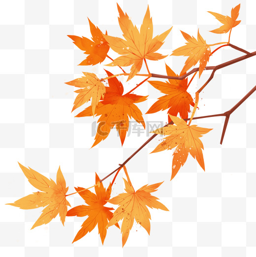 秋天树叶枫叶图片