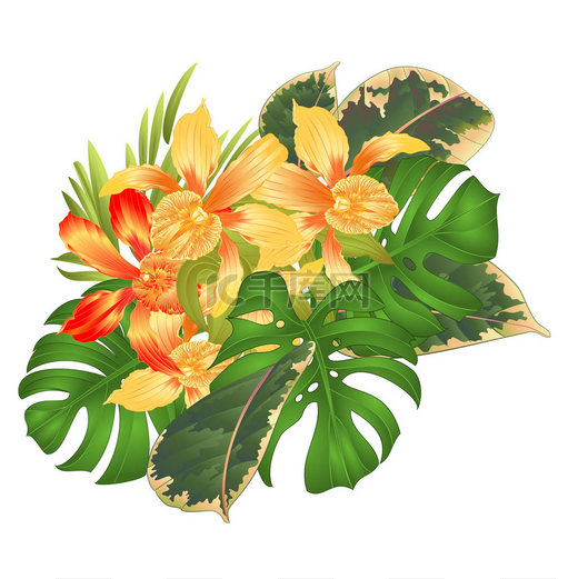 热带兰花花牛牛型杂交兰花与桃色花瓣和菲洛登龙和菲库斯在白色背景复古矢量插图可编辑手绘图片