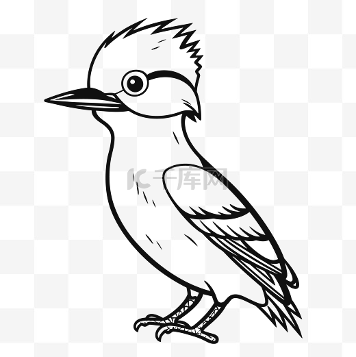 kookaburra kookaburra 鸟着色页可打印鸟模板轮廓素描图 向量图片