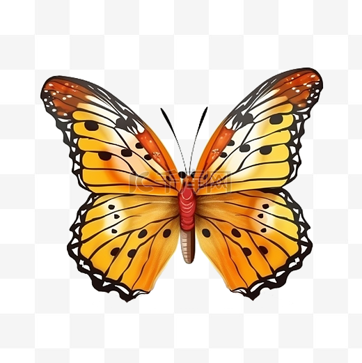 蝴蝶黄色美丽飞虫图片