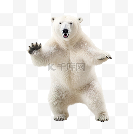 北极熊在飘落的雪花下滑冰图片