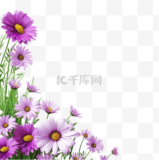 紫色雏菊花和绿草边框图片