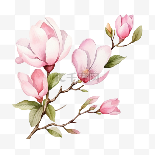 水彩粉色盛开的玉兰花和树枝元素图片