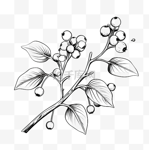 斯堪的纳维亚风格的槲寄生线描手绘圣诞树枝槲寄生植物简单图片