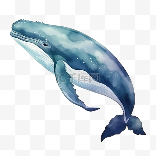 鲸鱼水彩海洋动物剪贴画图片