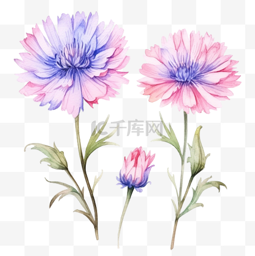 一套粉红色的花朵矢车菊水彩插图隔离在白色背景图片
