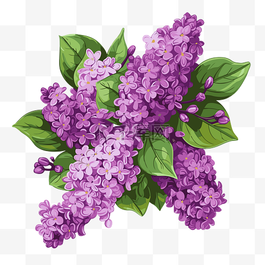 紫丁香剪贴画白色背景卡通上的紫色紫丁香花簇 向量图片