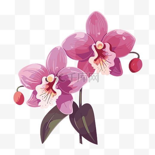 兰花剪贴画白色背景卡通上的两朵粉色兰花 向量图片