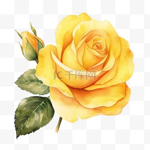 黄玫瑰水彩插图图片