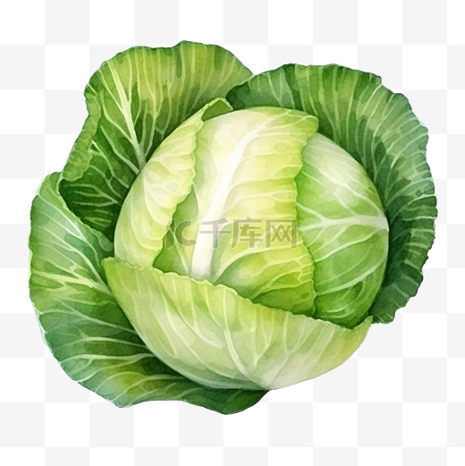 水彩白菜蔬菜图片