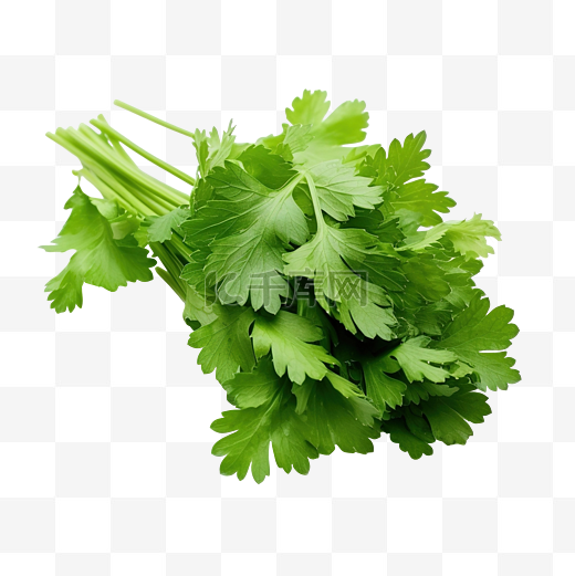 香菜 绿叶蔬菜 健康烹饪图片