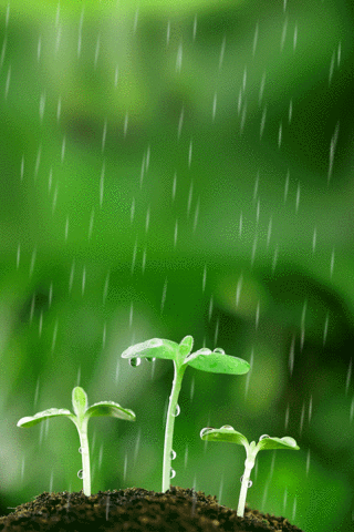 谷雨传统节气绿色文艺清新海报