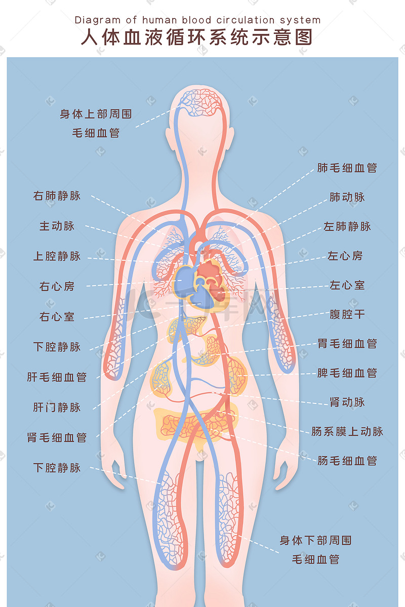 人体血液系统循环示意图图片