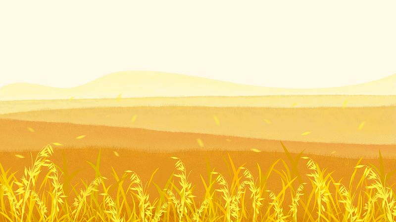 秋天黄色简单背景稻田水稻粮食金黄色图片