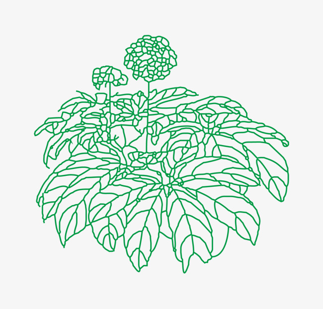 三七植物免抠下载素材图片免费下载_高清psd