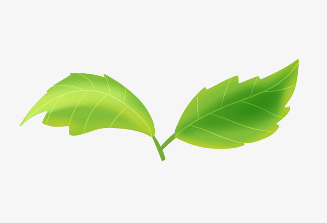 茶树绿色的叶子插画素材图片免费下载_高清p
