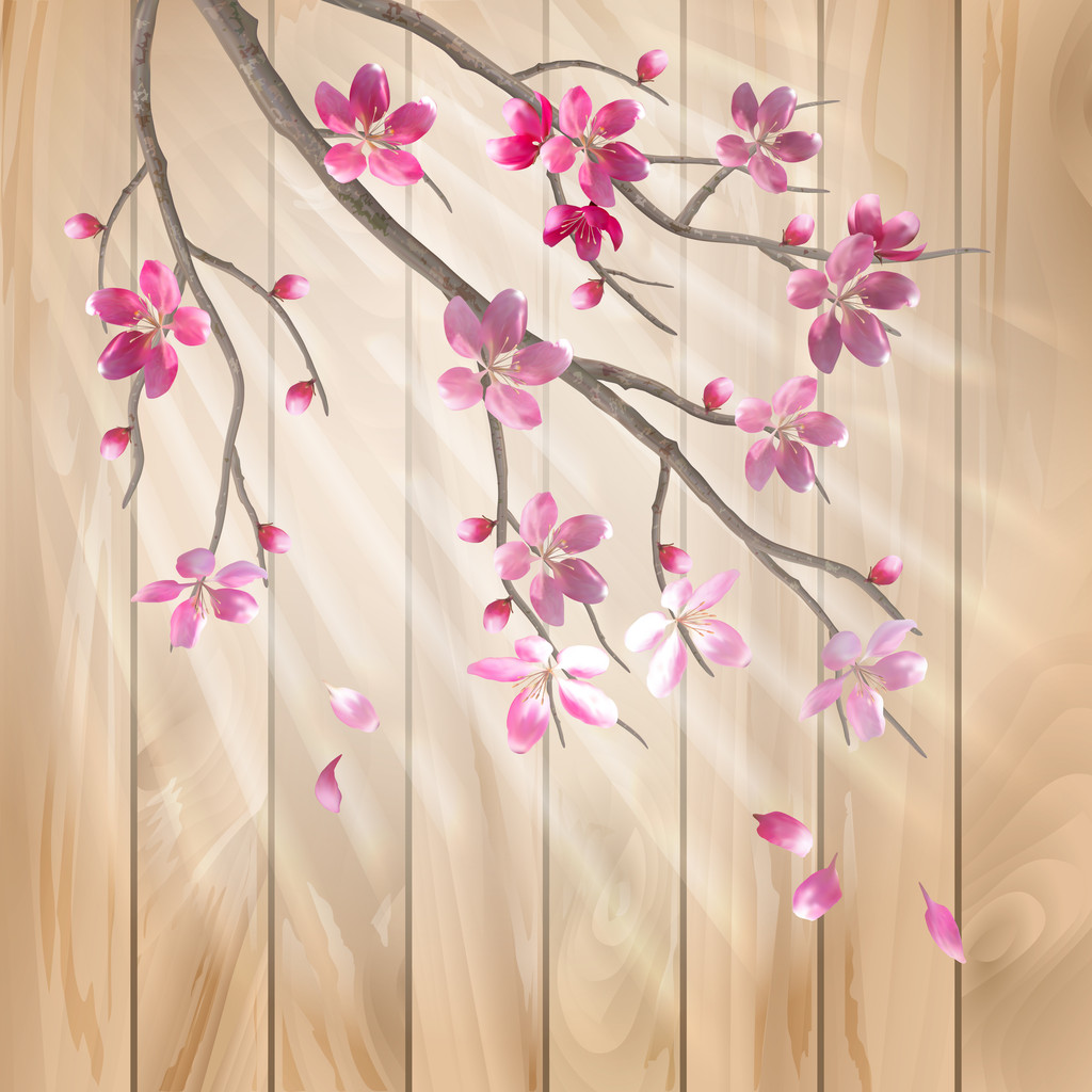 春天樱花盛开的花上木头质地的图片。花的艺术载体设计与美丽粉红色的樱花 （梅花） 盛开的鲜花，树枝，秋天的花瓣，太阳光线在木栅栏上光效果图片