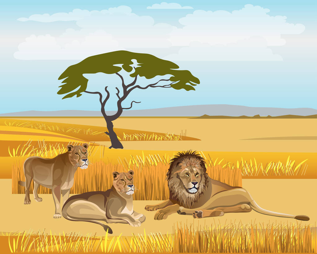 骄傲的狮子在大草原。矢量插图图片