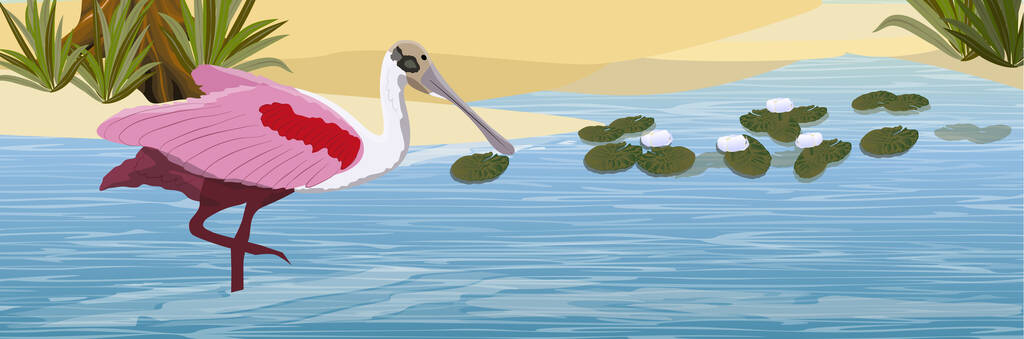 在一个池塘里，有一个沙滩的海岸，白色的水百合，高高的草地和一棵树的鸟粉红色的勺子。佛罗里达、智利和阿根廷的动物。Everglades国家公园。雨林。现实的矢量景观图片