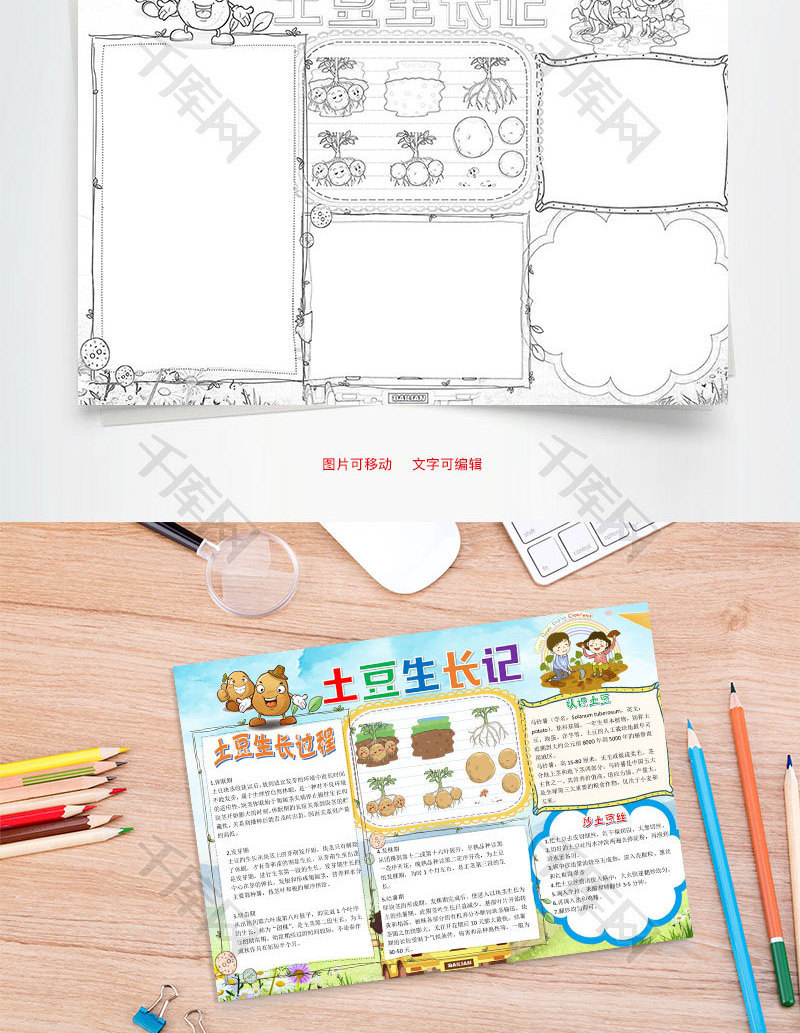 儿童插画土豆生长记小报word手抄报