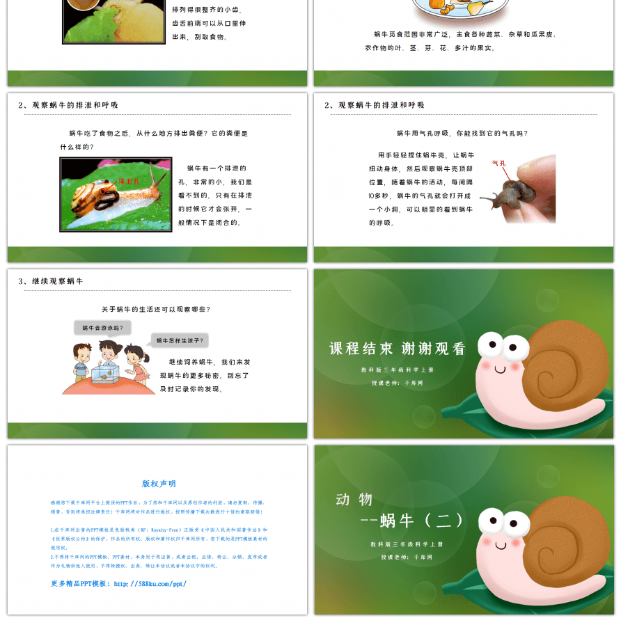 教科版三年级科学上册蜗牛PPT课件（二）