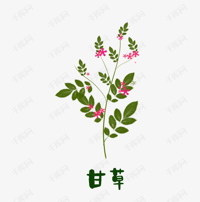 植物甘草