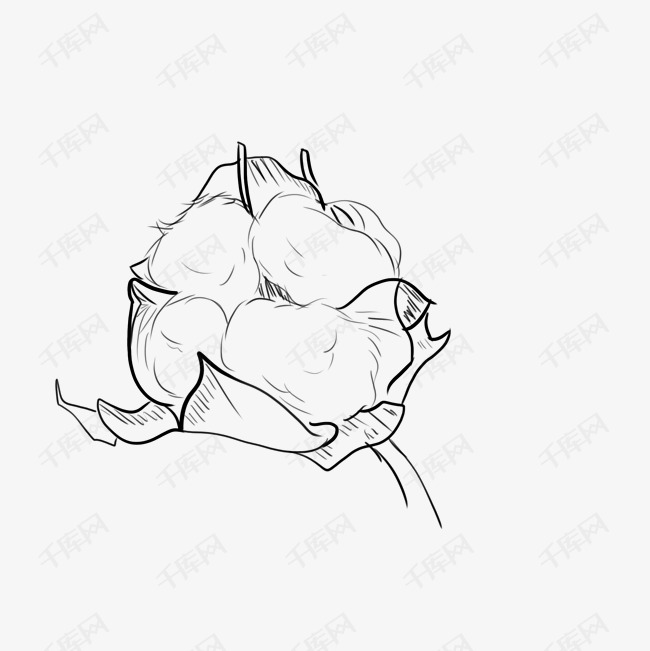 棉花花朵简笔画