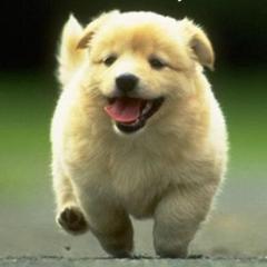 千库网 视听库首页 狗叫犬叫音效  0:00 0:05 浏览: 27 下载: 1 按