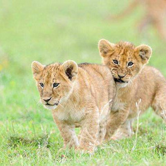 【小动物的声音音效】音频素材